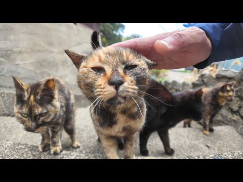 漁港の街の路地裏を歩いているとサビ猫の軍団に取り囲まれた(YouTube)