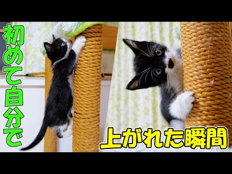 子猫達が自分で上がれるようになりました🐈🐈(YouTube)