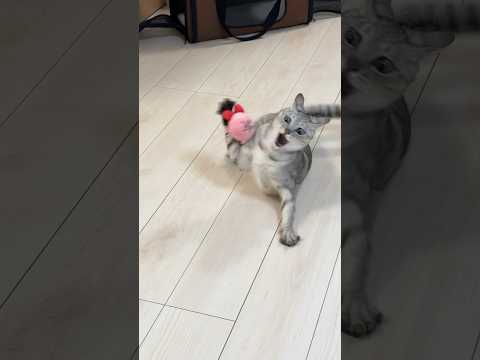 猫の1人遊びが激しすぎる…！ #shorts(YouTube)