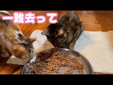 一難去ってまた一難   2024 03 27 1(YouTube)