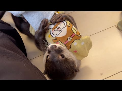 使い古したカワウソの靴下でカワウソ遊んだらこうなった This is what happens when you play otter with a used otter sock.(YouTube)