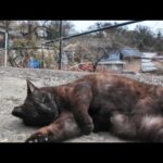山の中腹の狭い道で出会った黒猫ちゃん、撫でるとゴロンゴロン転がってカワイイ(YouTube)