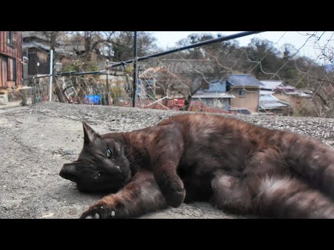 山の中腹の狭い道で出会った黒猫ちゃん、撫でるとゴロンゴロン転がってカワイイ(YouTube)