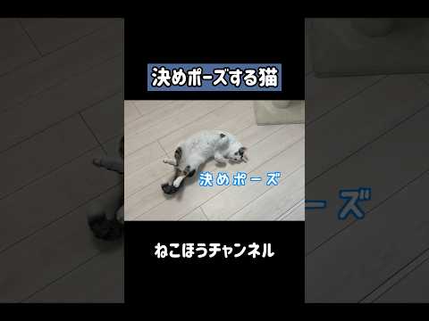 ダンスからの決めポーズする猫w #shorts(YouTube)