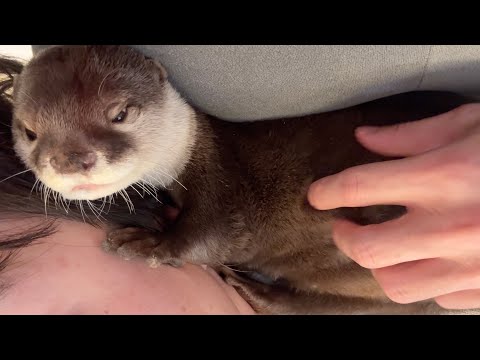 狭すぎるスペースにわざわざ入り込んでくるカワウソ An otter goes out of its way to get into a space that is too small for it.(YouTube)