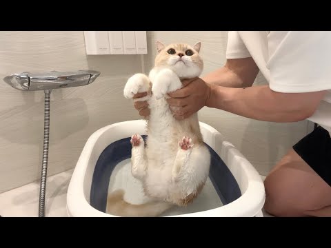 2年ぶりに猫をお風呂で洗おうとしたらこうなっちゃいました…(YouTube)