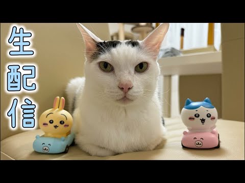 猫たちの夜ご飯生配信！(YouTube)