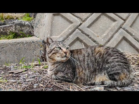 階段の下で寝ていた猫を撫でると足元に擦り寄ってきた(YouTube)