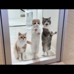 お風呂に入ってたら溺れてないか心配してくる猫たちがこうなっちゃいました笑(YouTube)