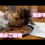 熱性けいれん 食欲不振 経過のご報告   2024 03 30 1(YouTube)