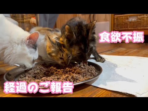 熱性けいれん 食欲不振 経過のご報告   2024 03 30 1(YouTube)