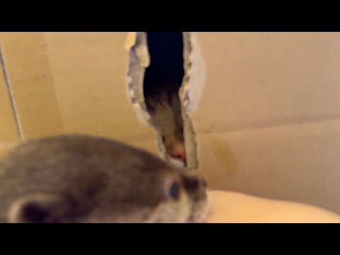 猫を探し、ようやく見つけて興奮するカワウソ An otter searches for a cat and is excited when it finally finds it(YouTube)