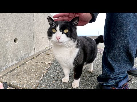 ハチワレ猫がダミ声でナデナデを要求してきた(YouTube)