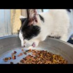 フェリー最終便の前の時間は猫達の御飯の時間(YouTube)
