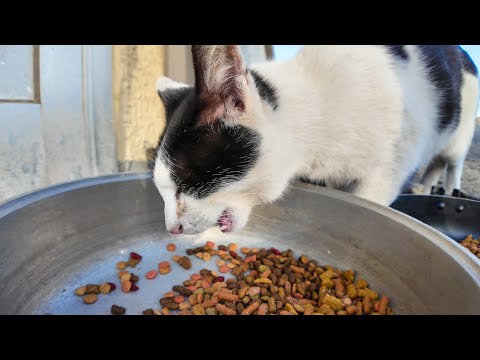 フェリー最終便の前の時間は猫達の御飯の時間(YouTube)