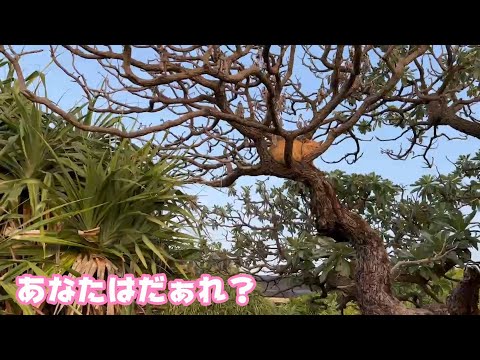 あなたはだぁれ？どこから来たの？  2024 03 31 2(YouTube)