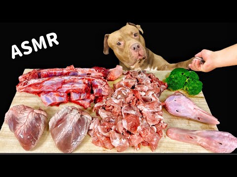 【犬のASMR】生肉を豪快に食べるピットブルの咀嚼音がクセになる(YouTube)