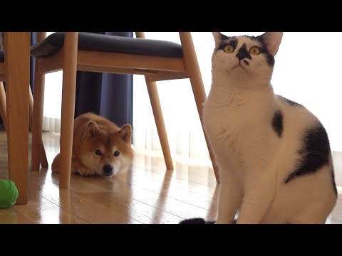 柴犬から飼い主が離れ落ち込んでると‥ネコが優しさを見せた。(YouTube)