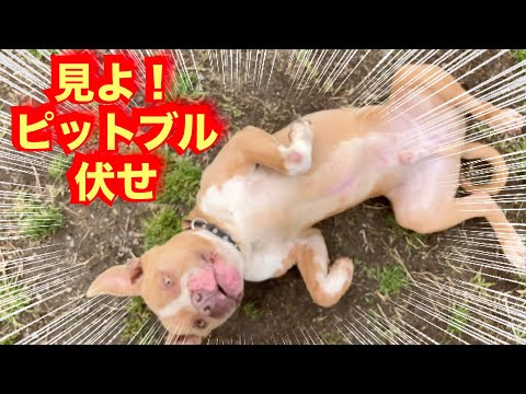 【ピットブル】ポテトに東大阪を教えたら凄かった(YouTube)