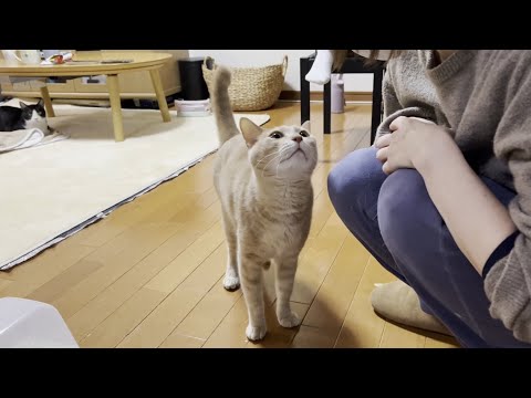 こたつのスイッチがONになるのを待つ猫(YouTube)