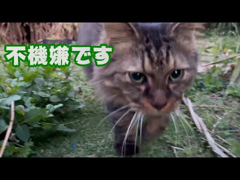 機嫌が悪いのかこんなお顔なのか  2024 03 13 1(YouTube)