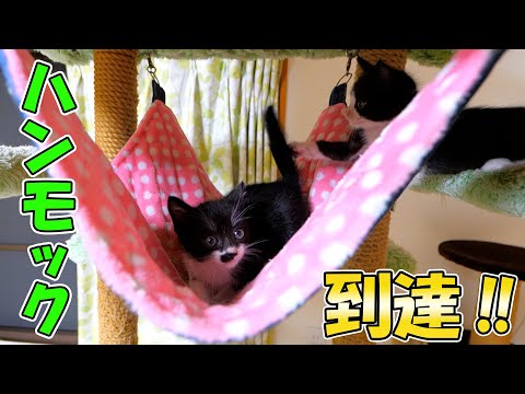 やんちゃ盛りで目が離せない子猫達🐈🐈初めてハンモックに到達しました(YouTube)