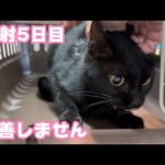 注射5日目小さな身体で頑張ってますが改善しません  2024 03 12 2(YouTube)