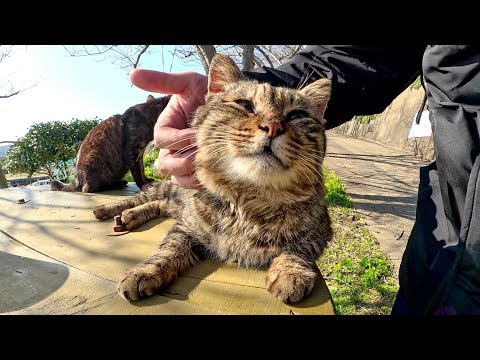 海辺のテーブルを占拠してくつろぐ猫達をモフる(YouTube)