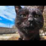 猫島でベンチに座ると猫に取り囲まれる(YouTube)