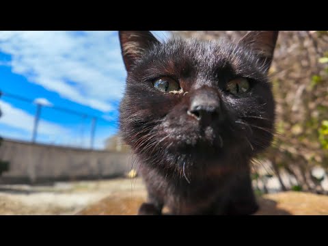 猫島でベンチに座ると猫に取り囲まれる(YouTube)