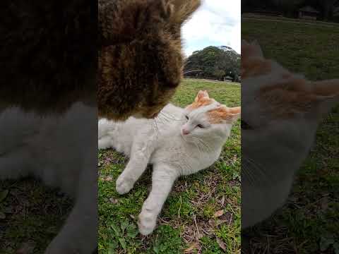 キジトラ猫と茶シロ猫がプロセス対決！ #cat #野良猫 #ねこ(YouTube)