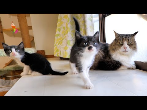 子猫達が来たのを見て嬉しそうにタワーから下りて来たボス猫パパ🐈🐈(YouTube)
