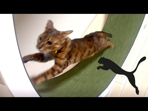 トイレが気に食わずイケメンご乱心の大暴れ(YouTube)