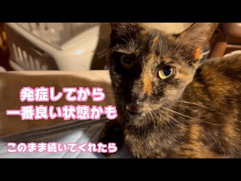 発症してから1番良い状態かもしれません 奇跡が起きて欲しい  2024 03 26 2(YouTube)