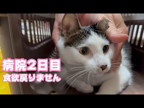 病院2日目  食欲戻りません2024 03 05 2(YouTube)