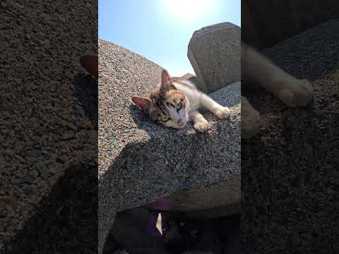 テトラポットの上で寝そべるキジトラ猫兄弟 #ネコ #野良猫 #cat(YouTube)
