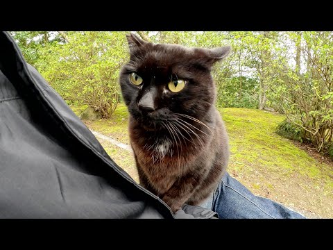クマみたいな黒猫がひざの上にのって美しい瞳で見つめてきた(YouTube)