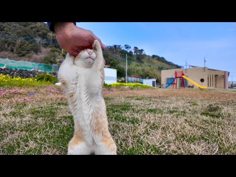 頭を撫でると伸び上がって撫でられる子猫がかわい過ぎる(YouTube)