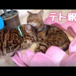 蓮に鎮座する猫釈迦が慈悲を下さっています(YouTube)