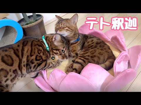 蓮に鎮座する猫釈迦が慈悲を下さっています(YouTube)