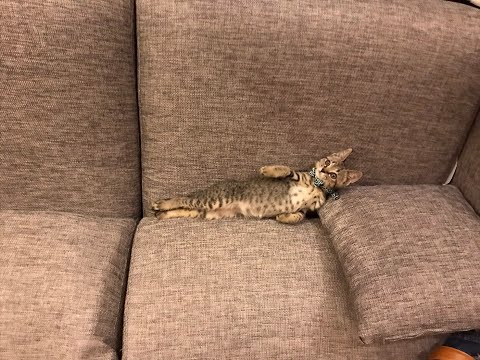 【猫動画】 THE眼福〜#猫動画#猫#331(YouTube)