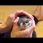 体力無尽蔵なカワウソの体力を減らすためにすること What to do to reduce the physical strength of an inexhaustible otter(YouTube)