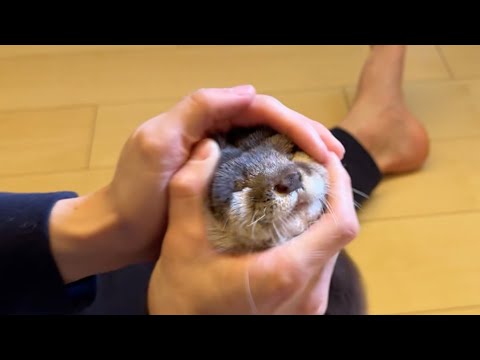 体力無尽蔵なカワウソの体力を減らすためにすること What to do to reduce the physical strength of an inexhaustible otter(YouTube)