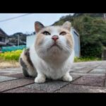 【今週の感動猫動画】今週撮った短い未公開動画まとめて公開-unreleased video of this week-2024/3/1w(YouTube)