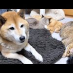 就寝時間はみんなで仲良く並んでおやすみな柴犬と猫(YouTube)