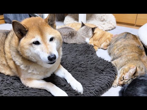 就寝時間はみんなで仲良く並んでおやすみな柴犬と猫(YouTube)