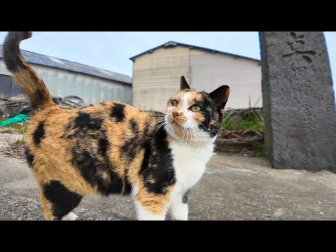 猫島で防波堤に座ると隣に座ってくる猫がいて楽しい(YouTube)
