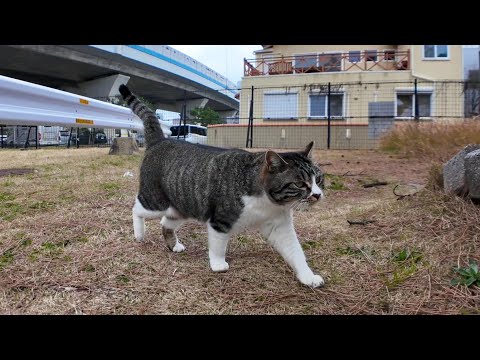 ガードレールの向こうから猫がモフられにやってきた(YouTube)