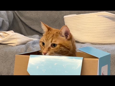赤ちゃんグッズ開梱に喜ぶ赤ちゃんと、それが入っていた箱にのみ興味を示す猫 笑 Cat and baby showing interest in box lol(YouTube)
