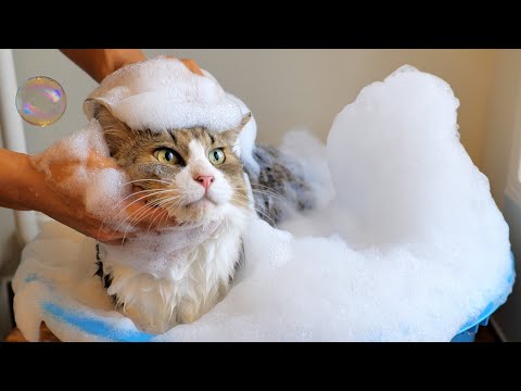 パパは愛情を込めてボス猫を洗いました【#猫シャンプー #ボス吉シャンプー】(YouTube)